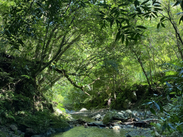 奄美大島の自然