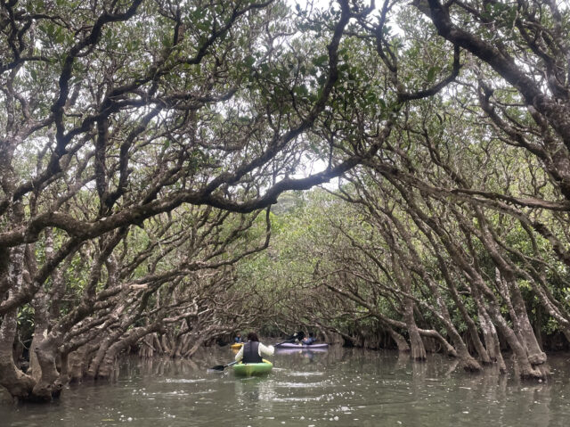 マングローブ　カヌー　奄美