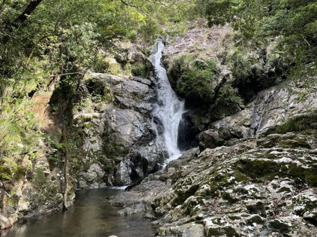 マングローブ　滝　奄美