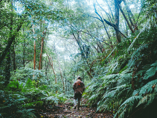 マングローブ　トレッキング　奄美