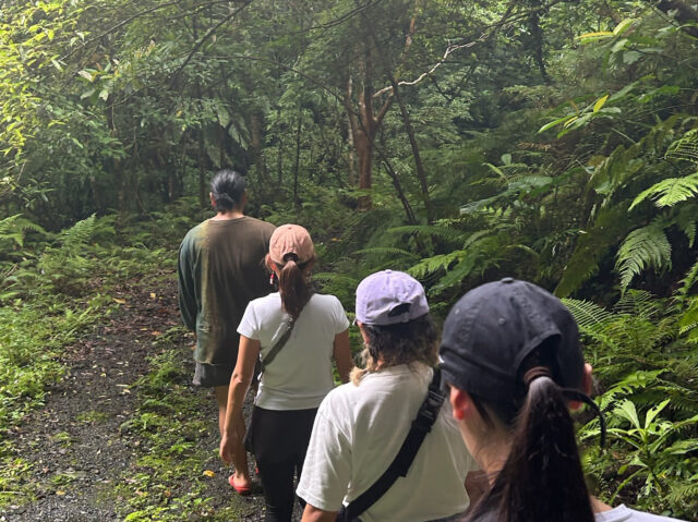 マングローブ　トレッキング　奄美