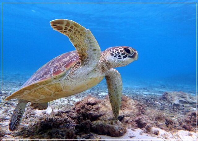 シュノーケリング　ボート