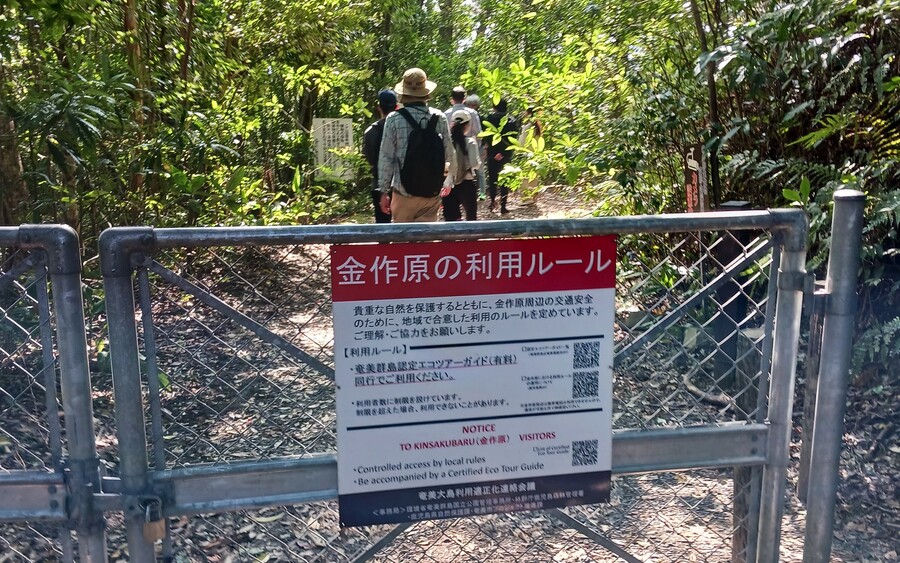 【奄美/半日】世界自然遺産の森探検！金作原原生林ゆったり4kmトレッキング＜送迎あり＞（No.168）