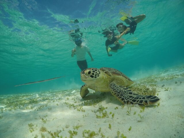 シュノーケル、ウミガメ