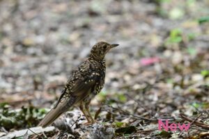 【奄美/3時間】子どもも大人も感動！奄美の森で野鳥とふれあう自然観察ツアー＜小学生OK＞