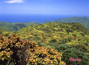 【奄美/8時間】奄美の聖地へ！湯湾岳の森を巡る本格トレッキング体験＜少人数・ガイド付き＞