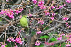 【奄美/3時間】子どもも大人も感動！奄美の森で野鳥とふれあう自然観察ツアー＜小学生OK＞