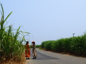 【奄美大島/1日】＜貸切1組限定＞マングローブ原生林カヌー＆絶景フォトツアー＜写真・動画無料プレゼント&1名から参加OK＞