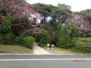 【奄美/3時間】子どもも大人も感動！奄美の森で野鳥とふれあう自然観察ツアー＜小学生OK＞