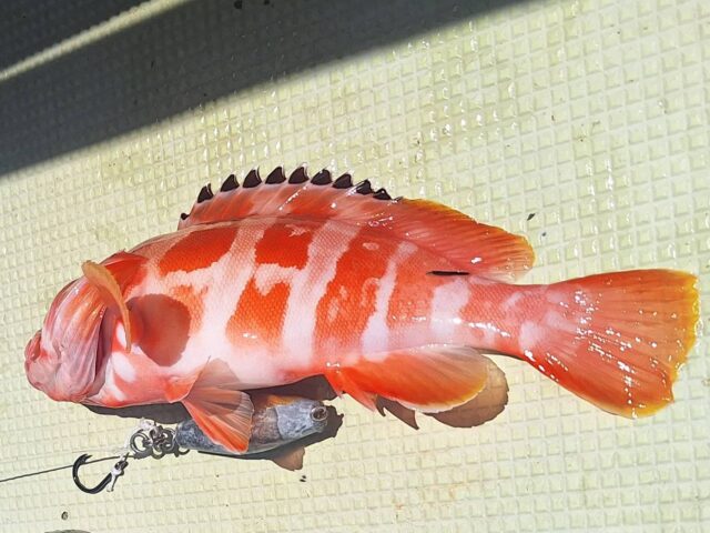 奄美　釣り　フィッシング
