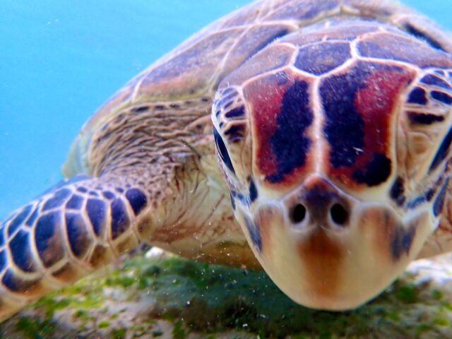 Sea Turtles and Snorkeling