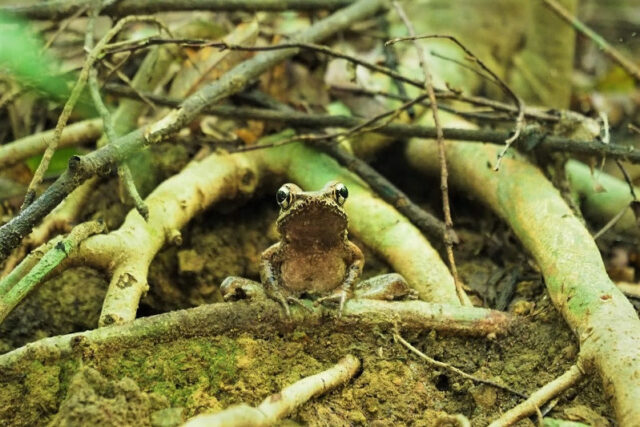 金作原原生林トレッキング、カエル