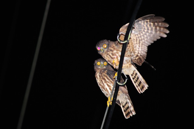 【奄美/夜/3時間】ドキドキのナイト野鳥観察ツアー！ 野鳥専門ガイドがご案内♪＜送迎あり＞（No.186）