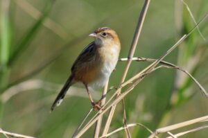 【奄美/龍郷町秋名田袋/3時間】野鳥観察ツアー！季節ごとに異なる鳥類に会いに行こう☆人気のスポットを野鳥専門ガイドがご案内♪＜送迎あり＞