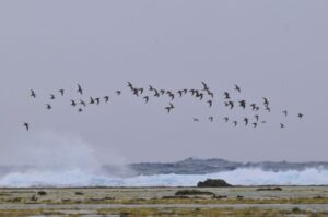 【奄美/笠利町大瀬海岸/3時間】野鳥観察ツアー！バードウォッチャーにも人気のスポットを野鳥専門ガイドがご案内♪