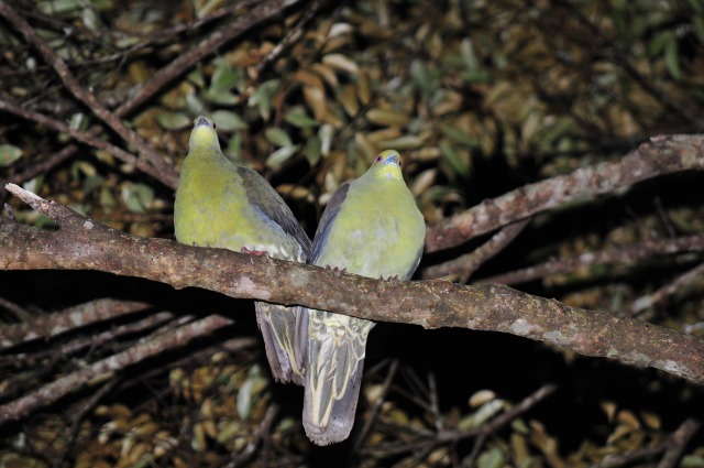 【奄美/夜/3時間】ドキドキのナイト野鳥観察ツアー！ 野鳥専門ガイドがご案内♪＜送迎あり＞（No.186）