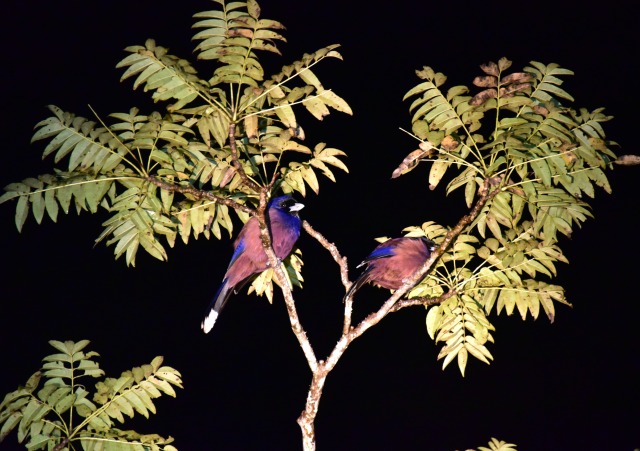【奄美/夜/3時間】ドキドキのナイト野鳥観察ツアー！ 野鳥専門ガイドがご案内♪＜送迎あり＞（No.186）
