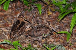 【奄美/夜/3時間】ドキドキのナイト野鳥観察ツアー！ 野鳥専門ガイドがご案内♪＜送迎あり＞