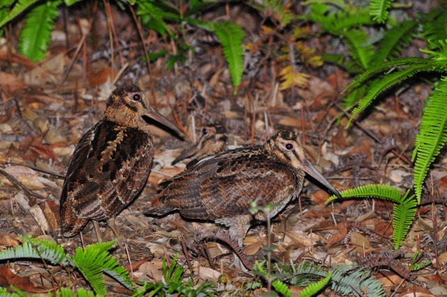 【奄美/夜/3時間】ドキドキのナイト野鳥観察ツアー！ 野鳥専門ガイドがご案内♪＜送迎あり＞（No.186）