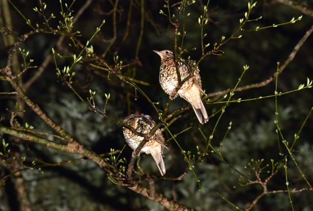 【奄美/夜/3時間】ドキドキのナイト野鳥観察ツアー！ 野鳥専門ガイドがご案内♪＜送迎あり＞（No.186）
