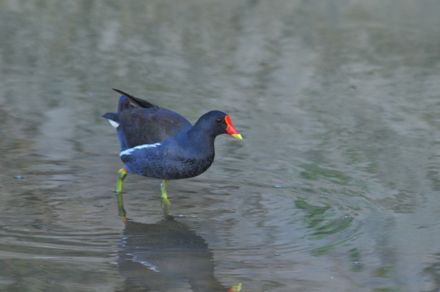 【奄美/龍郷町秋名田袋/3時間】野鳥観察ツアー！季節ごとに異なる鳥類に会いに行こう☆人気のスポットを野鳥専門ガイドがご案内♪＜送迎あり＞（No.188）