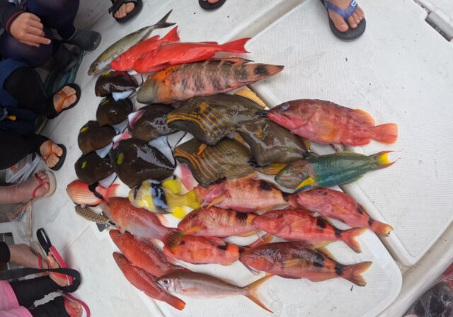 奄美　釣り　