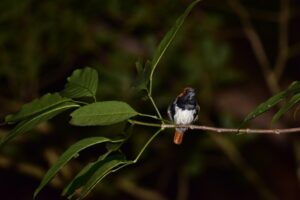 【奄美/夜/3時間】ドキドキのナイト野鳥観察ツアー！ 野鳥専門ガイドがご案内♪＜送迎あり＞