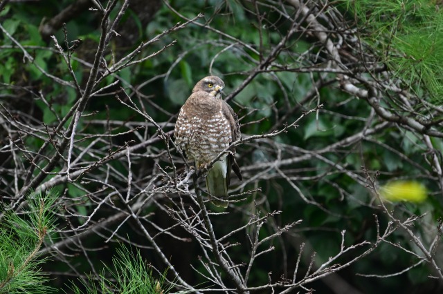 【奄美/龍郷町秋名田袋/3時間】野鳥観察ツアー！季節ごとに異なる鳥類に会いに行こう☆人気のスポットを野鳥専門ガイドがご案内♪＜送迎あり＞（No.188）