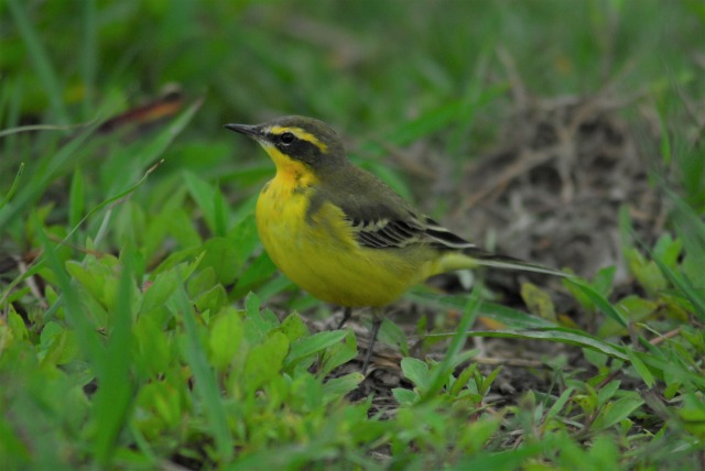 【奄美/龍郷町秋名田袋/3時間】野鳥観察ツアー！季節ごとに異なる鳥類に会いに行こう☆人気のスポットを野鳥専門ガイドがご案内♪＜送迎あり＞（No.188）