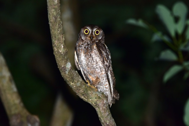 【奄美/夜/3時間】ドキドキのナイト野鳥観察ツアー！ 野鳥専門ガイドがご案内♪＜送迎あり＞（No.186）