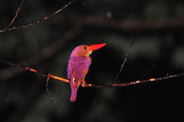 雨の中のリュウキュウアカショウビン