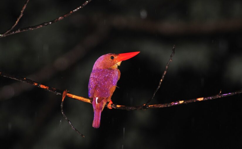 雨の中のﾘｭｳｷｭｳｱｶｼｮｳﾋﾞﾝ