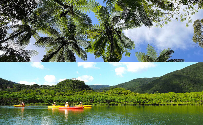 金作原トレッキング＆マングローブカヌーツアー