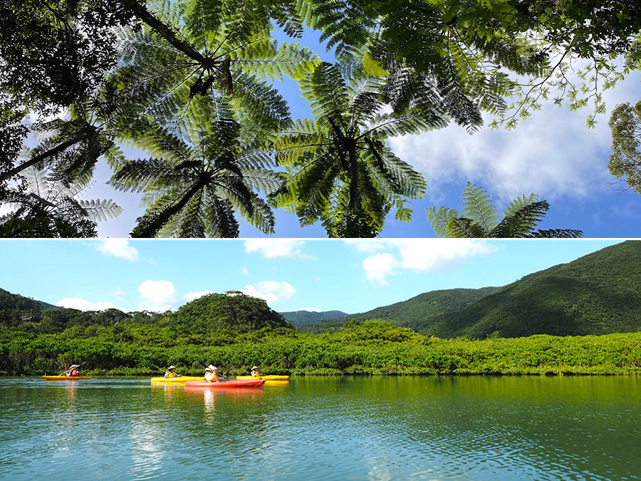 【奄美大島/7時間】0歳～参加OK！金作原原生林トレッキング＆マングローブカヌーツアー☆大自然を満喫する非日常体験＜前日までキャンセル無料＞（No.189）