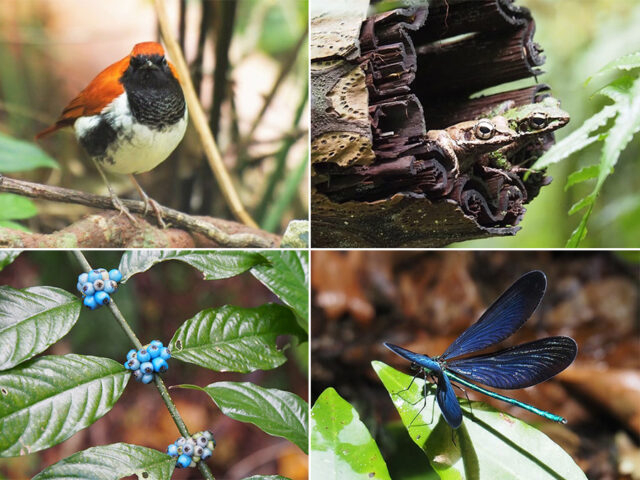 金作原トレッキングで出会える野生の動植物