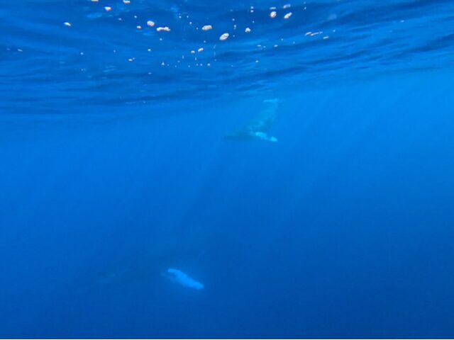 【奄美大島/冬季限定】親子クジラに会えるホエールウォッチングツアー♪シンガーホエールの歌声に感動!1月~3月限定☆《写真データ付き&貸切OK》(No.194)
