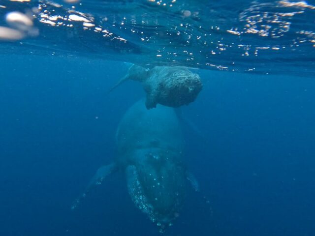 奄美大島ホエールウォッチングの親子クジラ
