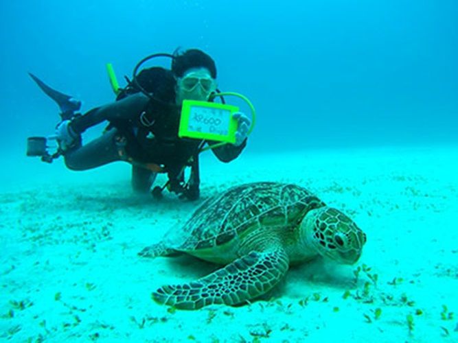 【奄美/名瀬/1〜3月限定】体験ダイビング＆ホエールウォッチング☆人気アクティビティを1日で満喫しよう♪《名瀬・龍郷町送迎可》（No.199）