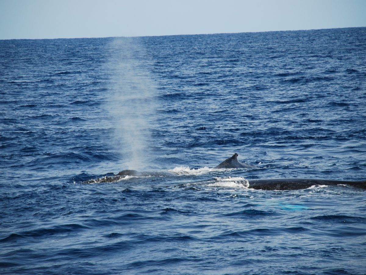 【奄美/名瀬/1〜3月限定】半日で大迫力の体験を！ホエールウォッチングツアー☆船の2階席からクジラを観察♪《12歳から参加OK》（No.198）