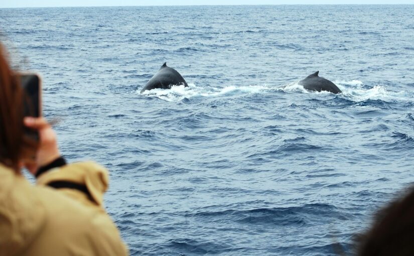 ホエールウォッチング　奄美