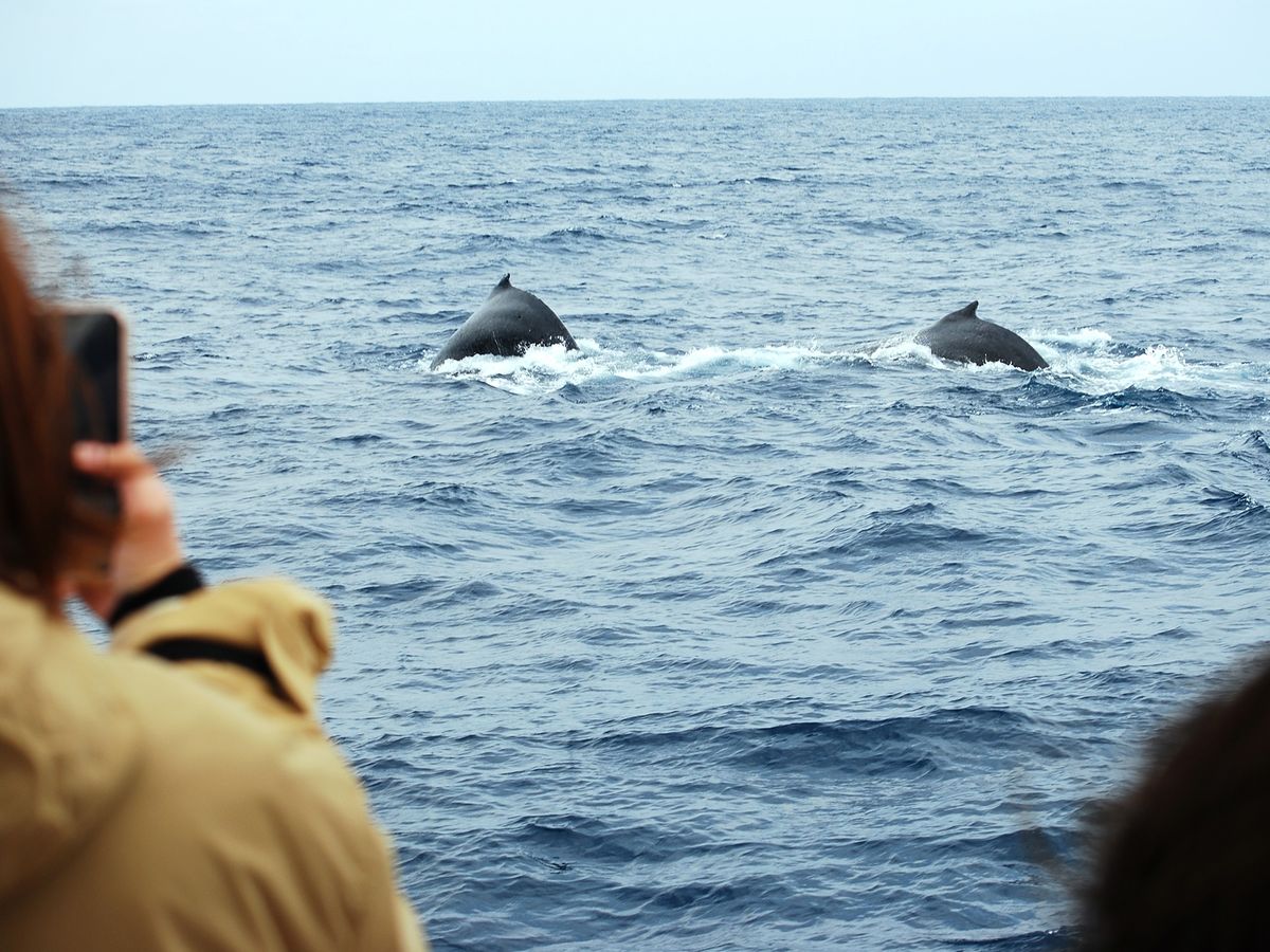 【奄美/名瀬/1〜3月限定】半日で大迫力の体験を！ホエールウォッチングツアー☆船の2階席からクジラを観察♪《12歳から参加OK》（No.198）