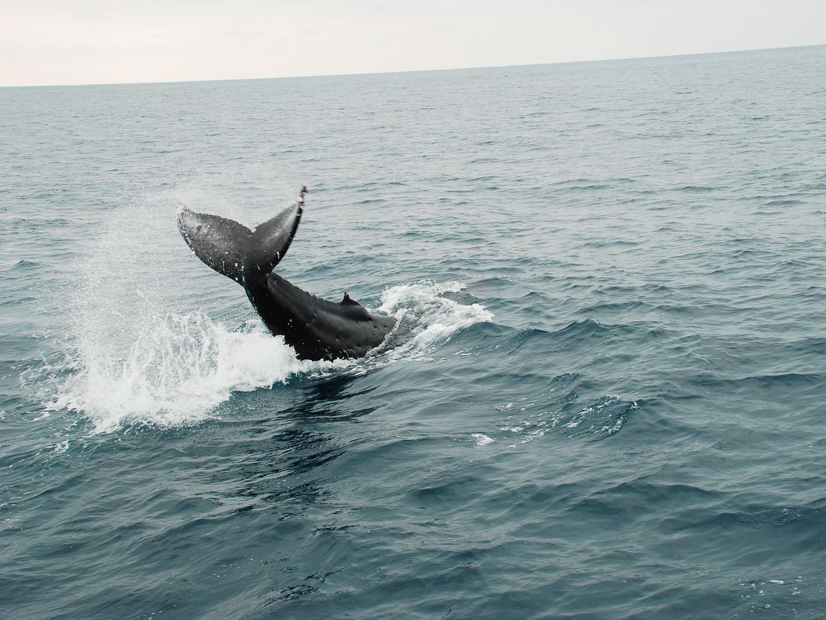 【奄美/名瀬/1〜3月限定】半日で大迫力の体験を！ホエールウォッチングツアー☆船の2階席からクジラを観察♪《12歳から参加OK》（No.198）