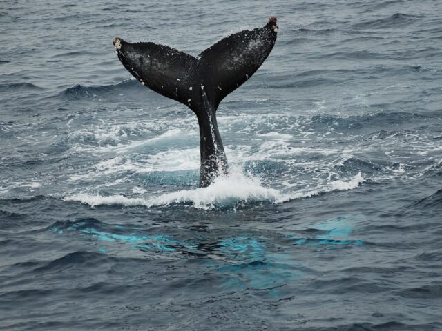 【奄美/名瀬/1〜3月限定】半日で大迫力の体験を!ホエールウォッチングツアー☆船の2階席からクジラを観察♪《12歳から参加OK》