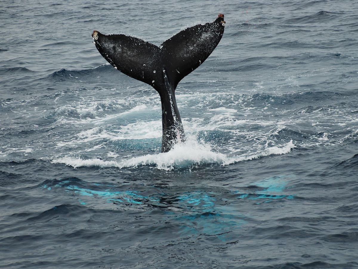 【奄美/名瀬/1〜3月限定】半日で大迫力の体験を！ホエールウォッチングツアー☆船の2階席からクジラを観察♪《12歳から参加OK》（No.198）