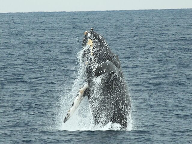 【奄美/名瀬/1〜3月限定】半日で大迫力の体験を!ホエールウォッチングツアー☆船の2階席からクジラを観察♪《12歳から参加OK》