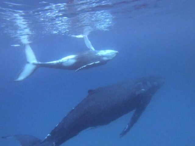 奄美　ホエールスイム　クジラ