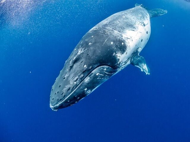 奄美　ホエールスイム　クジラ