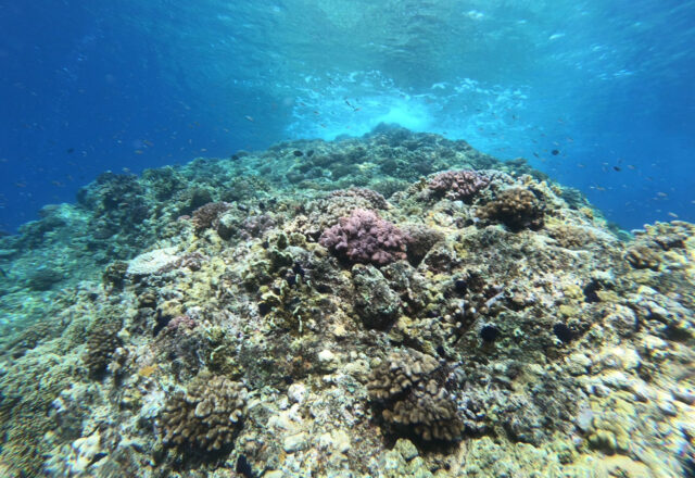 奄美大島のサンゴが彩る海の絶景