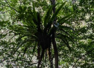 奄美大島の植物