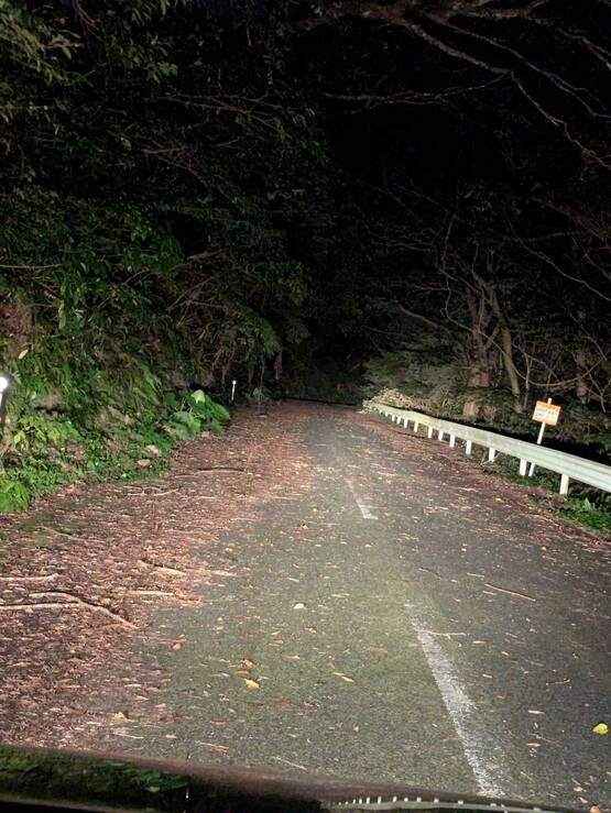 【奄美/夜2時間】大自然×奄美の夜！ツアー＆野生動物観察☆奄美大島固有種のアマミノクロウサギにも会えるかも！《送迎あり・2歳未満無料》（No.196）